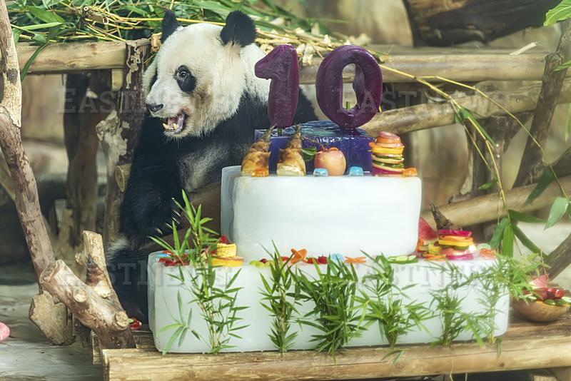 Nanning Zoo Giant Panda Birthday