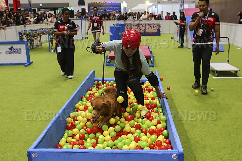 Ninja Dog Warrior Competition In Banten, Indonesia