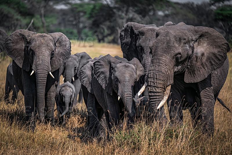 Wildlife documentary in Tanzania