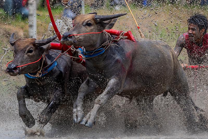 Thai Buffalo Racing Marks Rainy Season Start