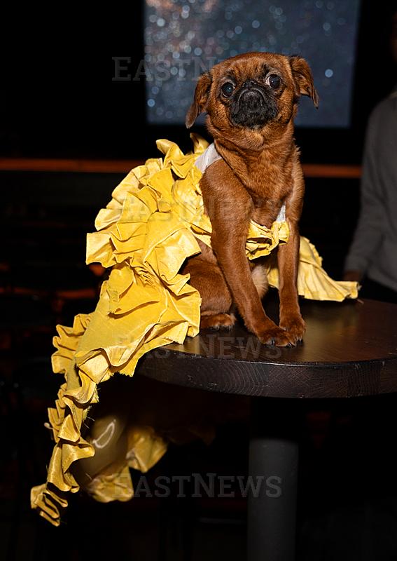Golden Paws Dog Fashion Show