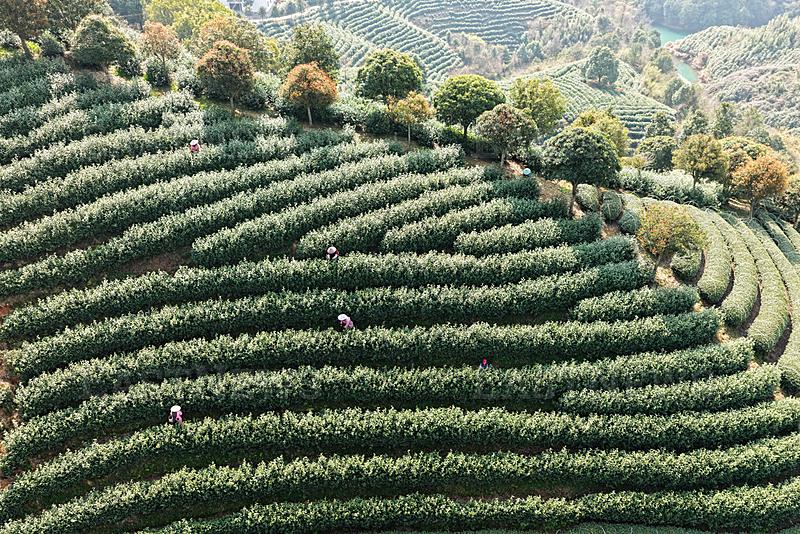 WUYI, CHINA - MARCH 12: Aerial view of tea farmers picking tea leaves at a tea plantation in spring on March 12, 2026 in