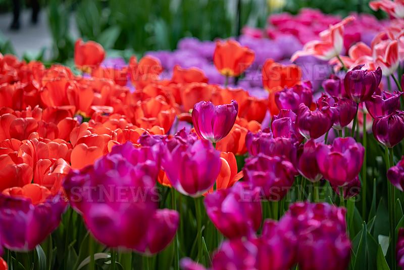 LISSE : Tulip fields in Keukenhof Park, Lisse, Netherlands.
